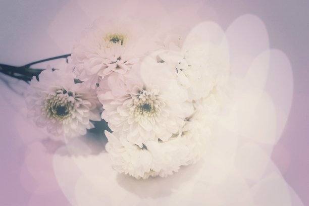 白色的花带着心图片下载