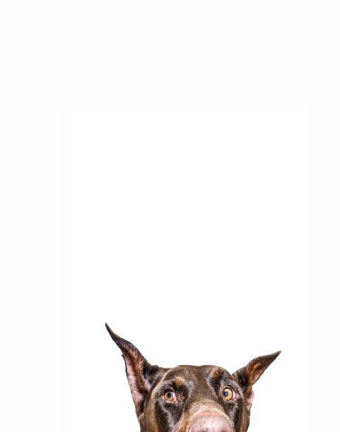 躲猫猫图片下载