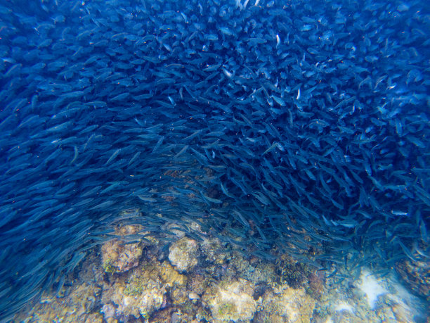 在深蓝色的海水中，沙丁鱼聚集在旋转木马上。巨大的鱼群在海底的照片。图片下载