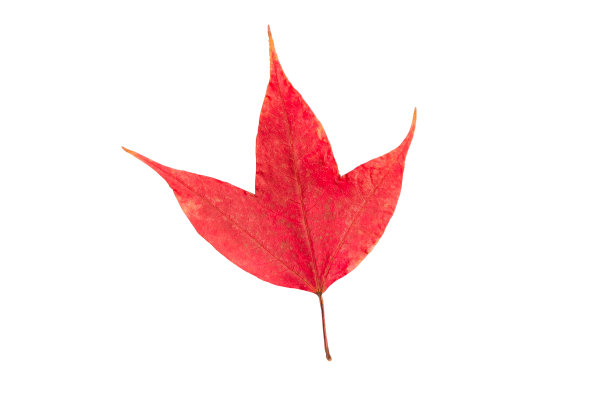 秋天红黄相间的枫叶泰国图案。图片下载