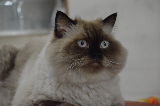 喜玛拉雅猫图片下载