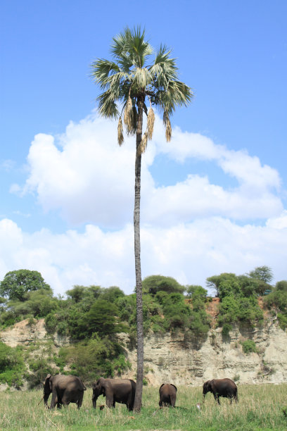 棕榈树下的非洲象图片下载