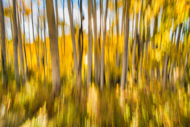 在科罗拉多州的抽象照片中，秋天散焦的白杨树林图片下载
