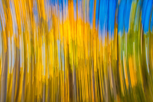 在科罗拉多州的抽象照片中，秋天散焦的白杨树林图片下载