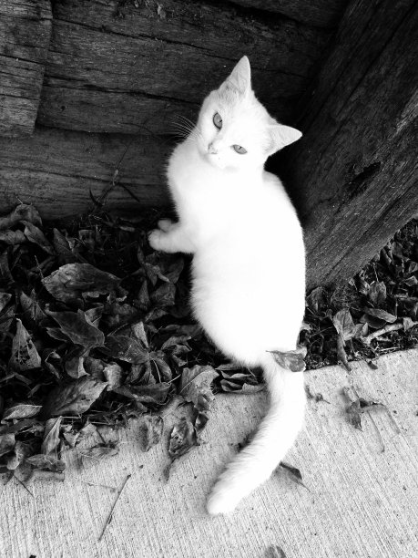 黑白相间的可爱白猫，尾巴上长着叶子图片下载