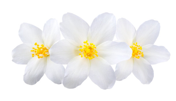 茉莉花孤立在白色背景上图片下载