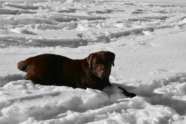 雪崩的狗在雪地上快乐图片下载