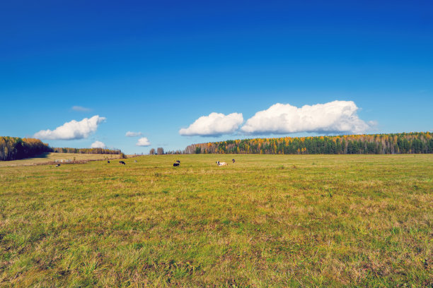 奶牛在草地上吃草图片下载