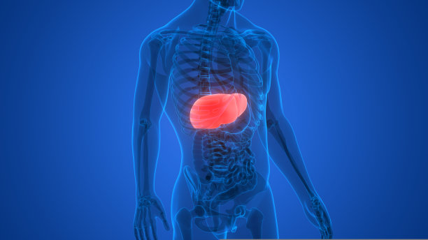 人类的肝脏解剖学图片下载