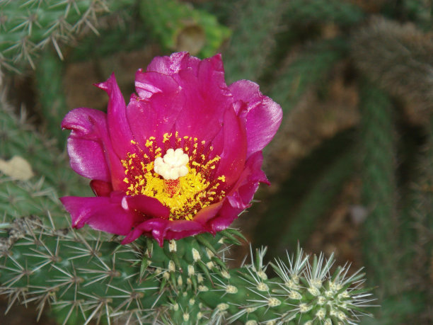 西林德罗邦蒂亚嵌套图片下载