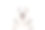 狗的肖像品种西伯利亚哈士奇与不同颜色的眼睛孤立在白色的背景图片下载