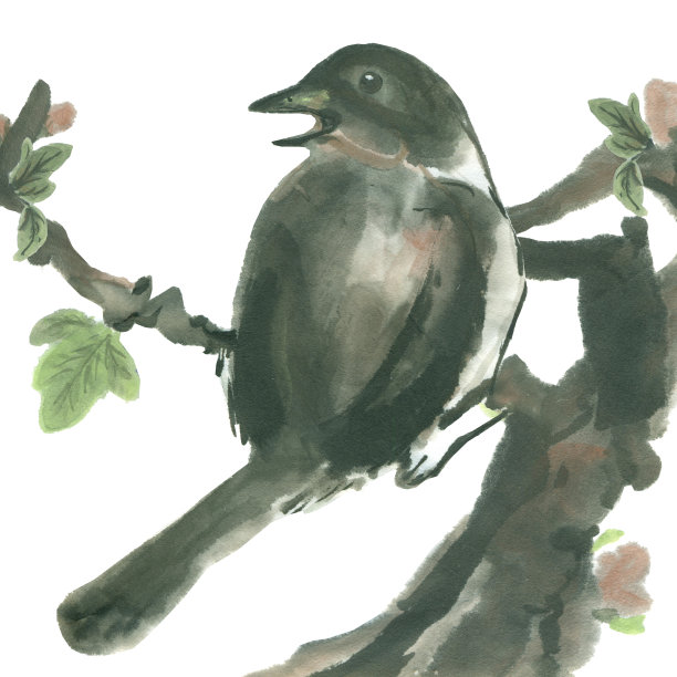 墨鸟坐在树枝上，叶子孤立在白色的背景上图片下载