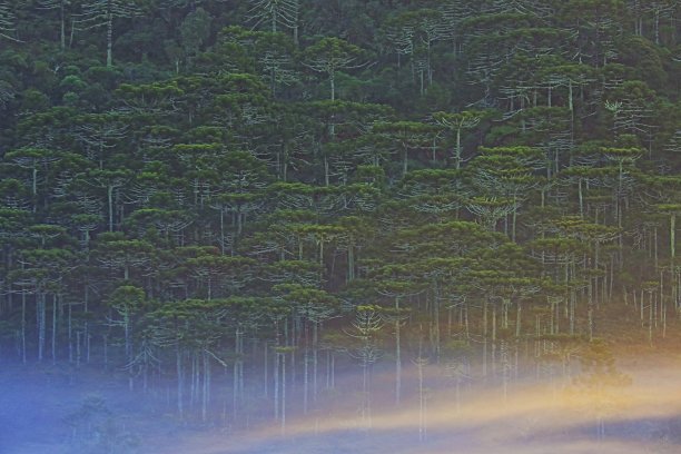 天南星松树的自然格局在薄雾日出，景观附近的格兰马多-巴西图片下载