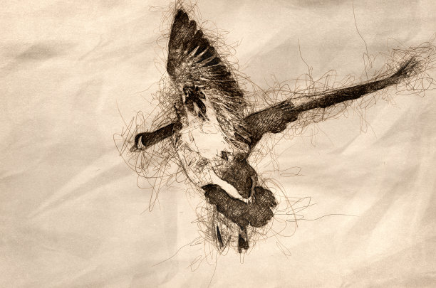 加拿大鹅在湿地降落的草图图片下载