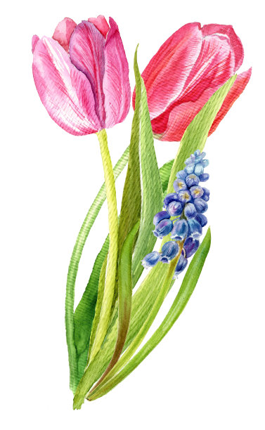 一束郁金香和麝香。图片下载
