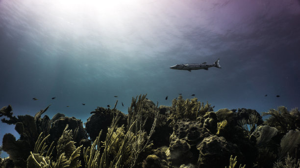 礁石之王图片下载