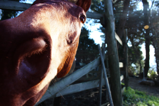 圈养成年棕马骑乘动物素材图片下载