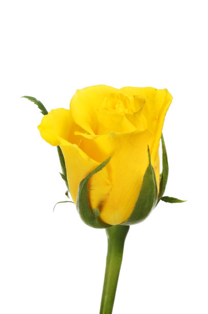 黄玫瑰图片下载