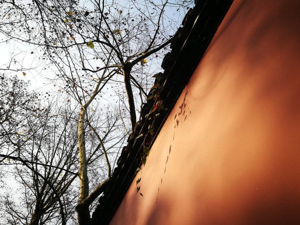 树和红墙图片下载