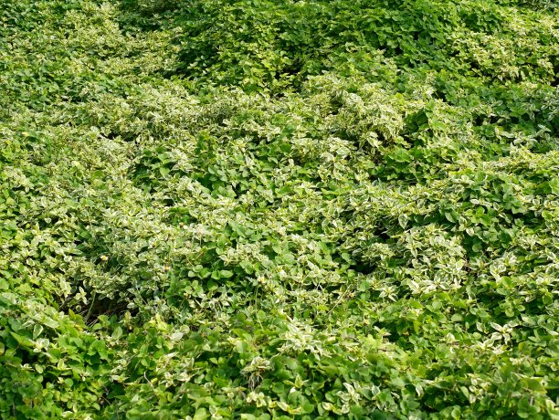 花园里的绿叶图片下载