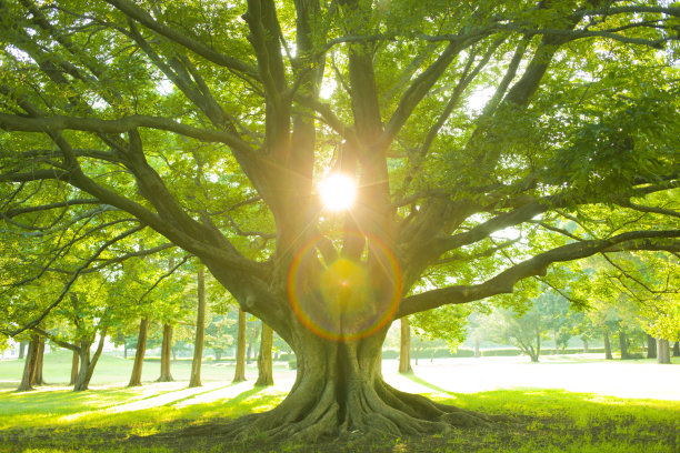 阳光下的树图片下载