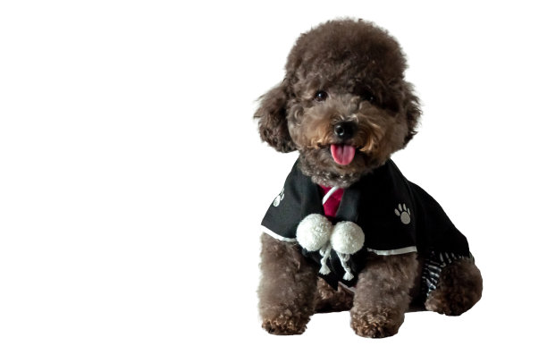 一只可爱的黑色玩具狮子狗穿着日本传统的浴衣。图片下载