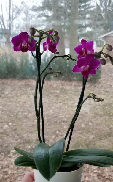 兰花花集中在前景与散景郊区后院的背景图片下载