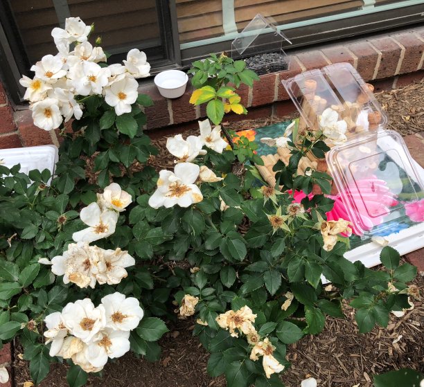 情人节平安图片下载