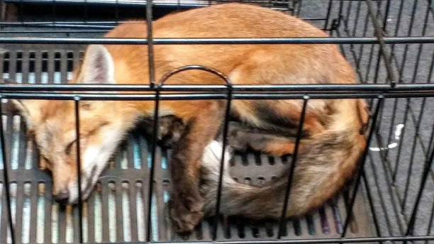 一只野狐狸在笼子里，呆在非常令人沮丧的地方。可怜的狐狸图片下载