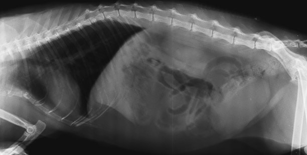 猫的x线检查显示，胸骨骨折图片下载