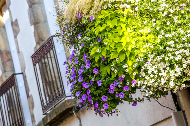 一套鲜花在一个老房子前面。图片下载
