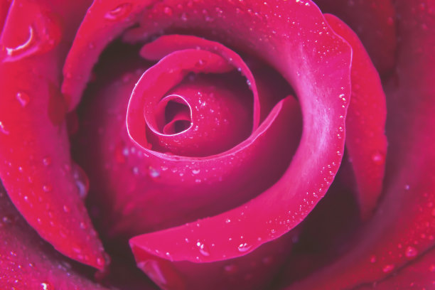 水珠中的粉红玫瑰特写。浪漫的花朵背景。大自然。图片下载