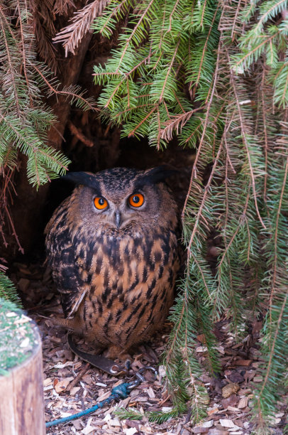 小猫头鹰画像树下，橙色的眼睛，野生动物的自然照片图片下载