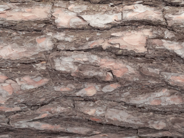 松树皮背景图片下载