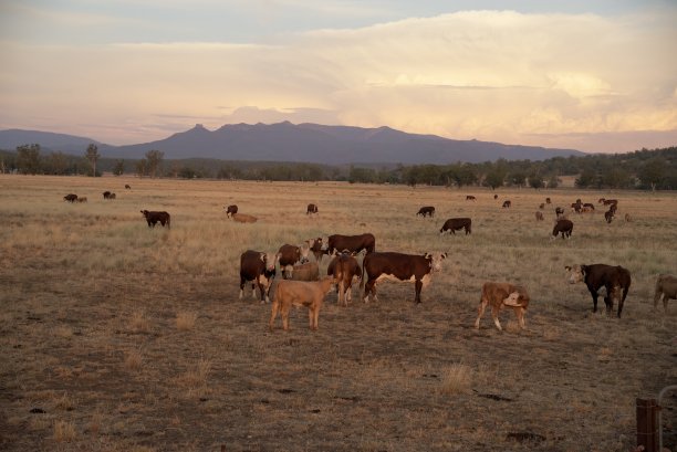 日落时田野里的一群肉牛图片下载