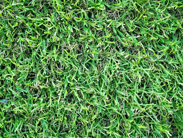 俯视着一片纯净的绿色田野图片下载