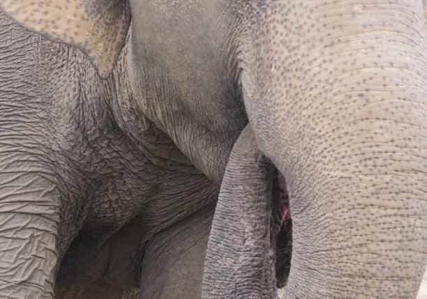 野生印度象用鼻子吃东西的图片，在野生动物园的侧头显示侧视图，鼻子，嘴，小耳朵和皮革灰色的皮肤，印度象的照片图片下载