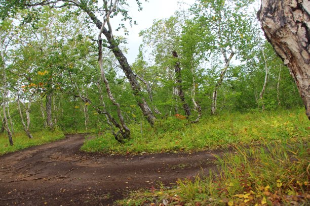古老的土路在弯弯曲曲的白桦林里图片下载