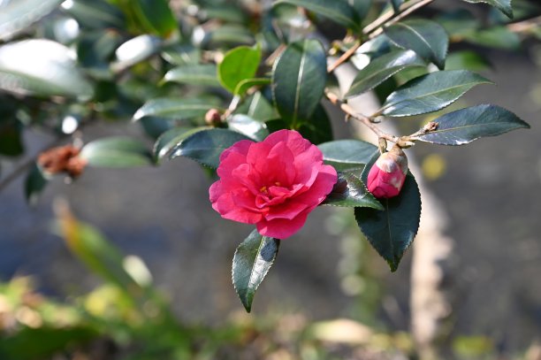 冬天的花图片下载