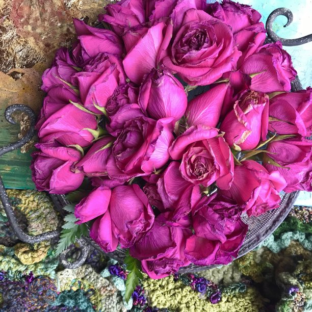 明亮的粉红色玫瑰与纹理背景近距离图片下载