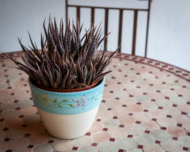 桌上的肉质植物图片下载