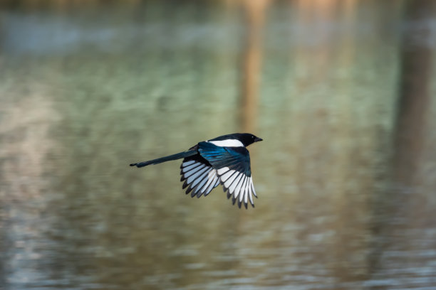 飞行中的欧亚喜鹊图片下载