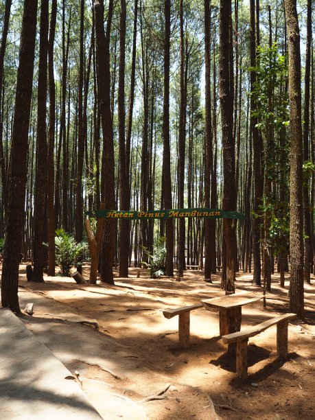 日惹的松林图片下载