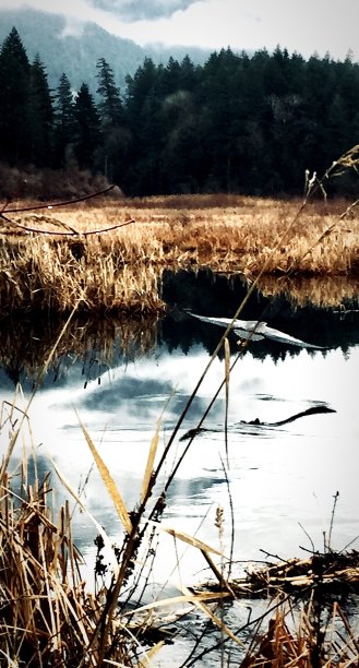 苍鹭在当地沼泽飞行图片下载