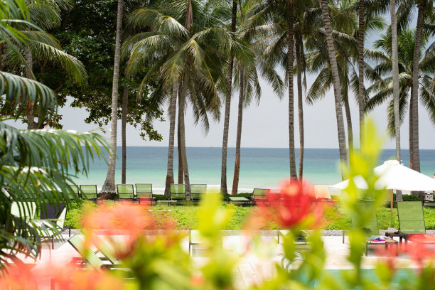 透过棕榈树的翠绿海洋图片下载