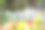 透过棕榈树的翠绿海洋图片下载