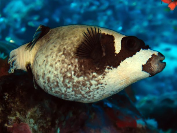 戴面罩的河豚图片下载