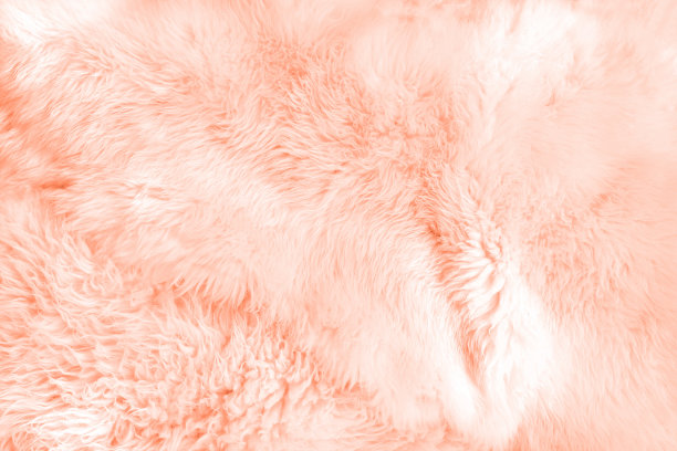 活珊瑚毛皮近距离的背景。纹理。图片下载
