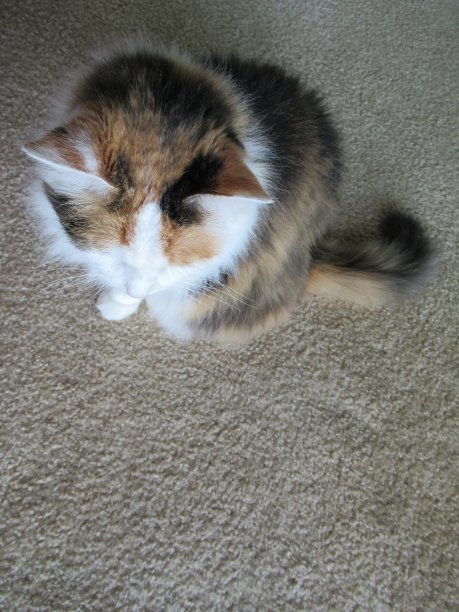 杂色猫图片下载