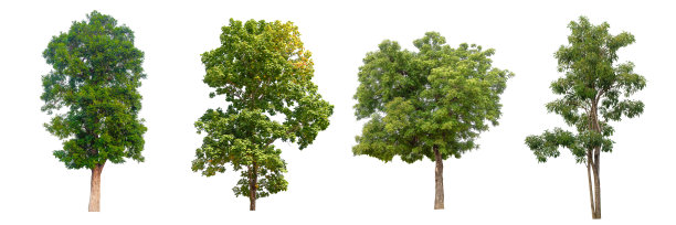 白色背景上的树木集合。图片下载